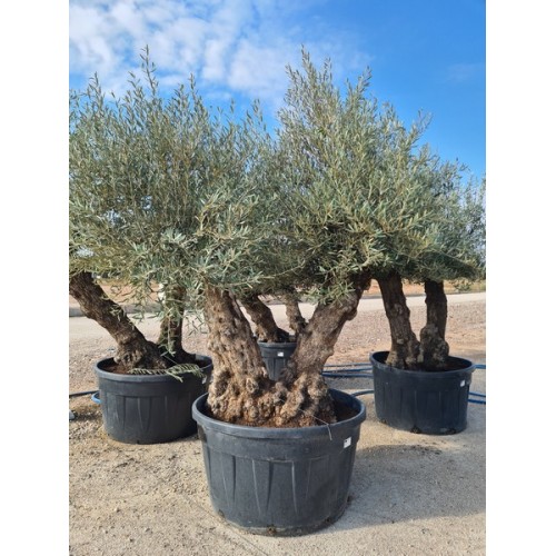 Olea bonsai doble 500 LT